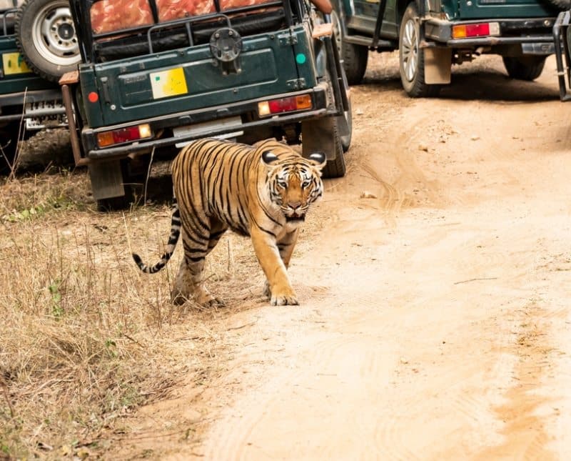 Golden Triangle Tour With Ranthambore